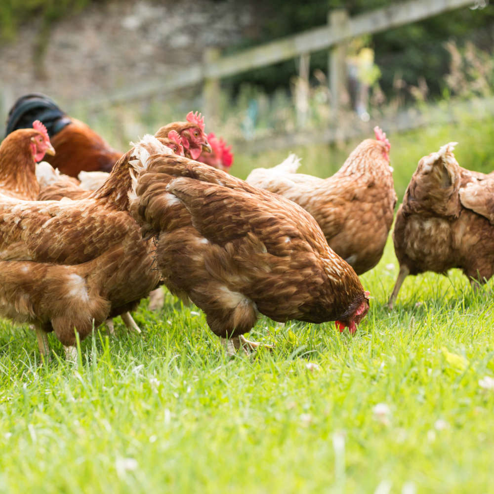 Free range chickens on a lawn pecking the ground